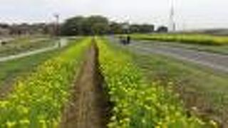 満開の桜と菜の花畑で春爛漫