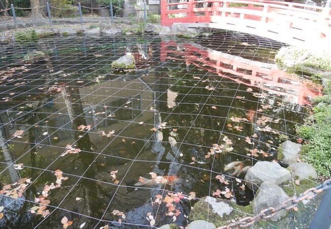 神社の池にコイ。