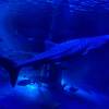 カワイイたのしいのとじま水族館