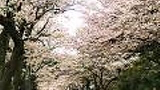 通研通り 桜並木