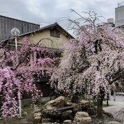 枝垂れ桜