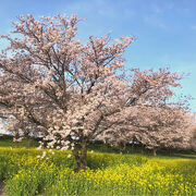 桜　菜の花　青空のコラボレーション