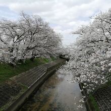 高田千本桜