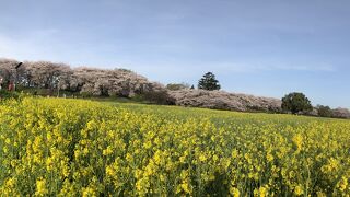 第91回幸手桜まつり