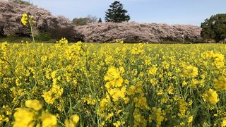 2023は菜の花畑の中に一部入れます