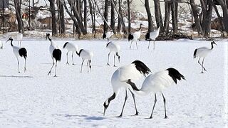 タンチョウヅルが沢山見られます