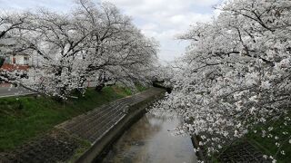 高田千本桜