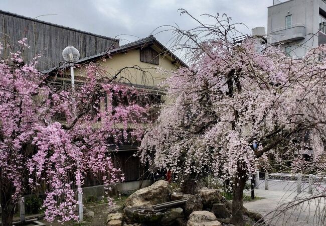 枝垂れ桜