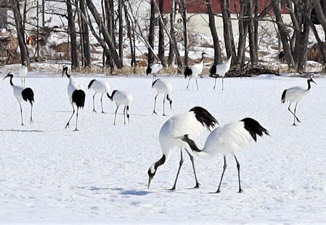 タンチョウヅルが沢山見られます