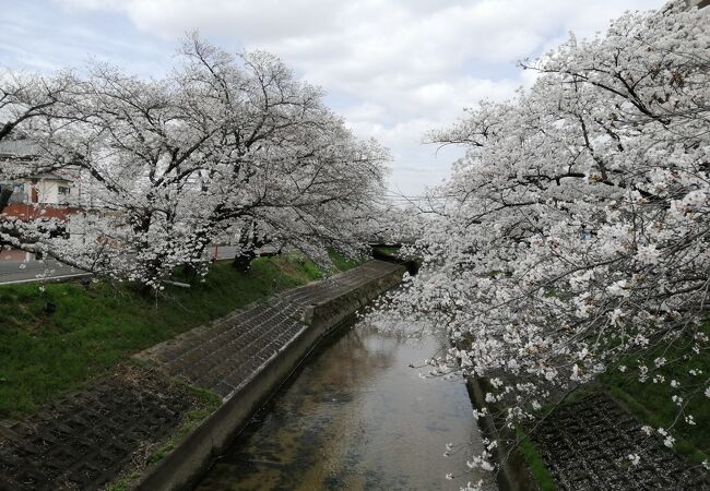 高田千本桜