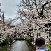 高瀬川の桜