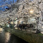 高瀬川と桜のある風景
