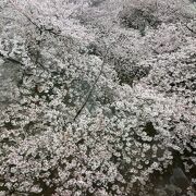 28日昼の目黒川桜最新情報