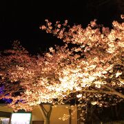 満開の桜　夜桜