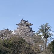 桜の高知城