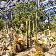 大きくて迫力ある植物がルール見られる