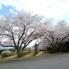 クラブ前の桜並木