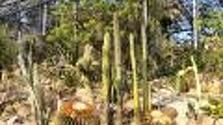 大きくて迫力ある植物がルール見られる