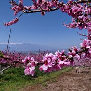 桃が綺麗な公園