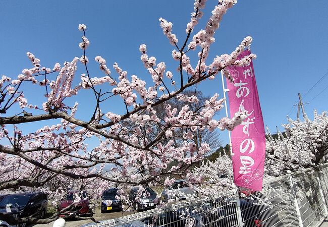 あんず祭り