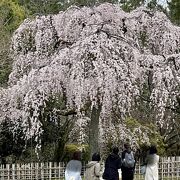 京都御苑の桜