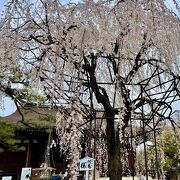 おかめ桜