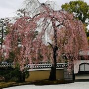 高台寺の枝垂れ桜