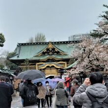 桜のシーズンは観光客が多い