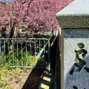 開花が早い一条戻橋の河津桜