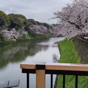 都内有数の桜名所