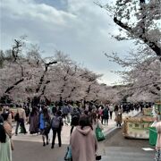 東京の桜の名所の春祭り