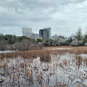 上野の池