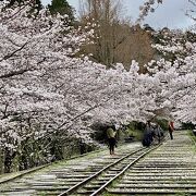 桜のトンネル