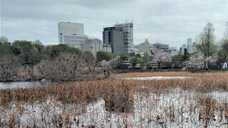 上野の池