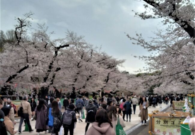 東京の桜の名所の春祭り