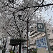 桜のトンネル