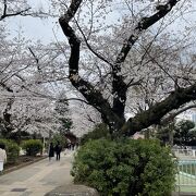 桜を見に立ち寄った