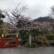 サクラの花が咲いていて、めちゃくちゃ感動