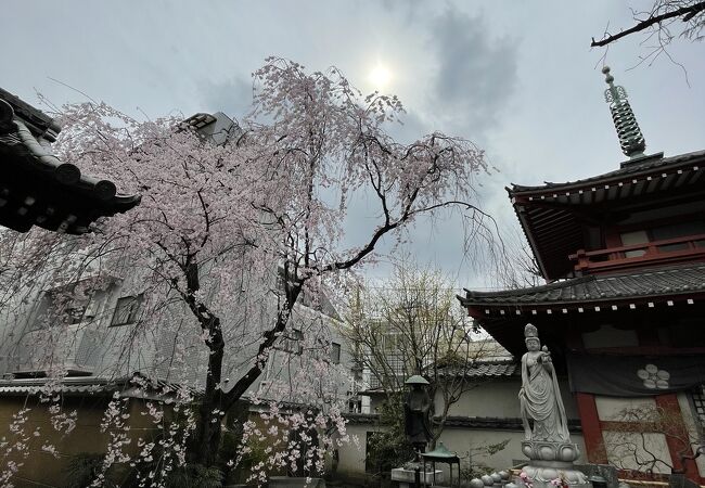 しだれ桜が綺麗