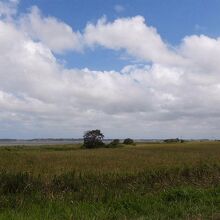 霞ケ浦浮島湿原の風景
