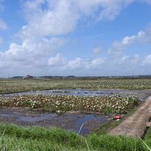 浮島湿原付近の蓮田風景
