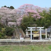夏には相馬野馬追の野馬懸が行われる神社。下見がてら桜を見に行きました