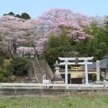 小高川を挟んで見た相馬小高神社の鳥居と境内の桜