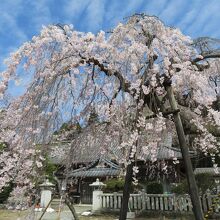 相馬小高神社の社務所前にある枝垂れ桜。ちょうどほぼ満開でした