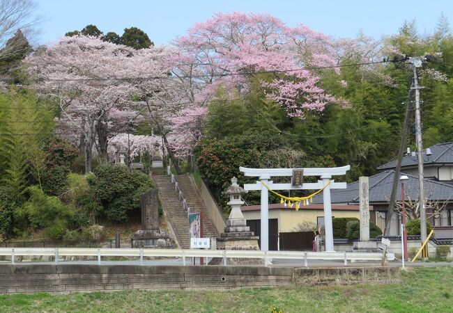 夏には相馬野馬追の野馬懸が行われる神社。下見がてら桜を見に行きました