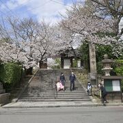 道明寺天満宮の桜、門前の桜が美しい