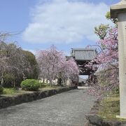 道明寺の桜