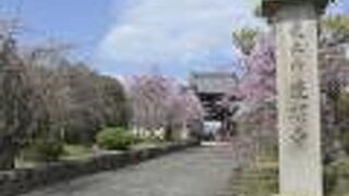 道明寺の桜