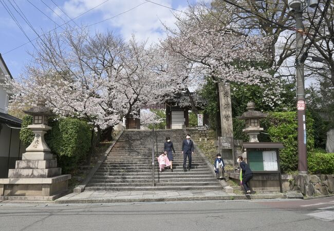 道明寺天満宮の桜、門前の桜が美しい