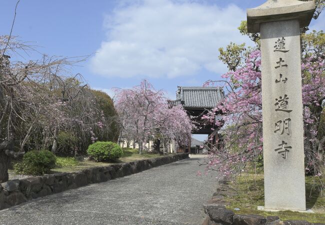 道明寺の桜